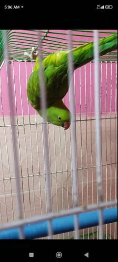 Ring neck female