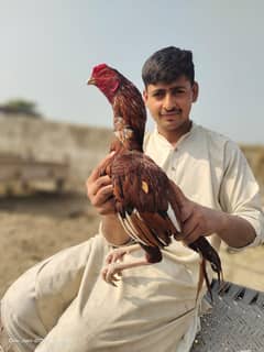 aseel