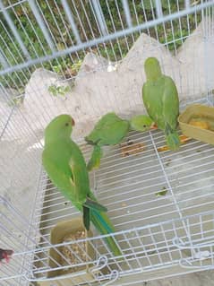 3 Parrot k bachy hen 2 choty hen 1 kuch bara he