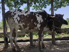 Qurbani cow