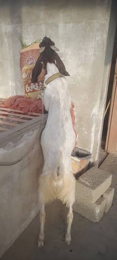 palai