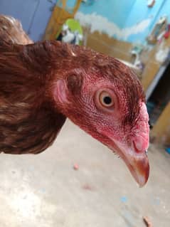 aseel hen for sale