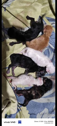 cats kitten sell in cheap price
