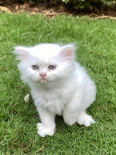 Persian cat