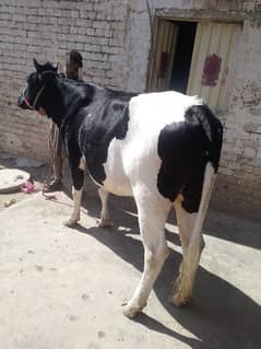 Healthy and Stylish Young Cow for Qurbani