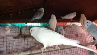 Budgie