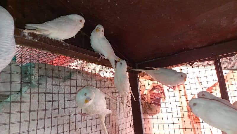 Budgie Australian Red eyes 1