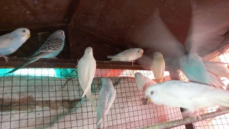Budgie Australian Red eyes 3