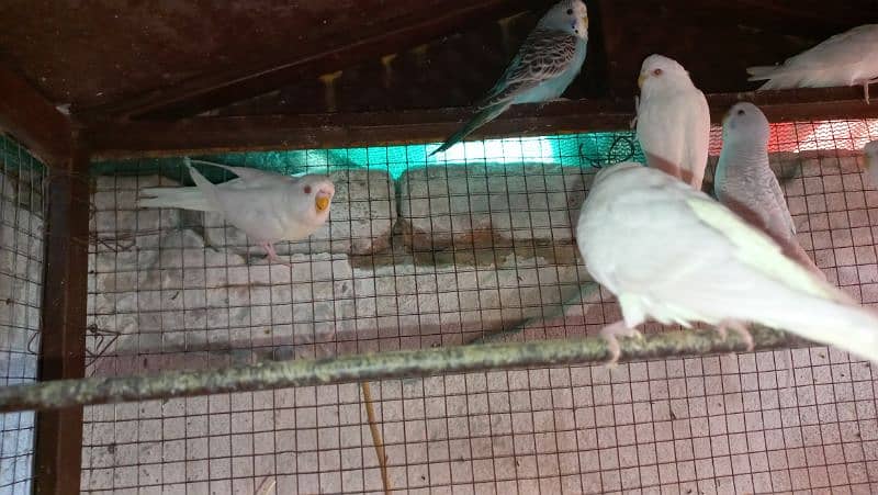 Budgie Australian Red eyes 4