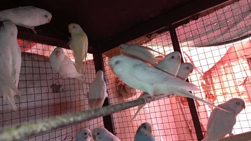 Budgie Australian Red eyes 5