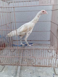 Aseel Heera Female Hens
