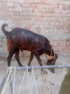 dasi bakra 03004759780