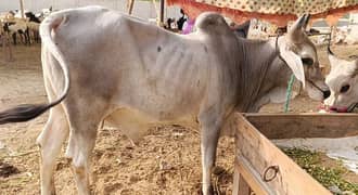 Karachi Qurbani Gaye Bakra Cow Bull 900/ KG Bakray 1600/KG