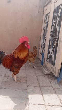 golden misri pair