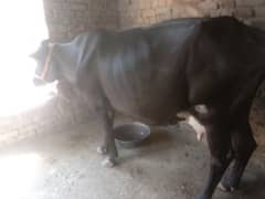 Cow