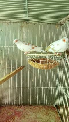 Breeder Red Pied Dove Pair