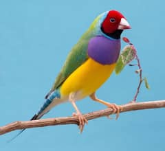lady gouldian pair MashAllah