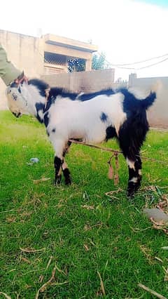 Bakra