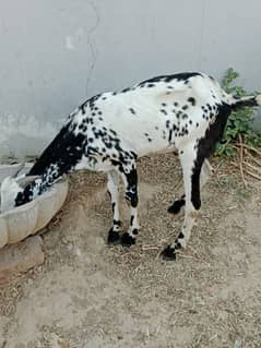 Desi Bakra qurbani ka Bakra healthy goat