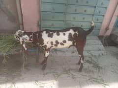 2 Bakray for sale