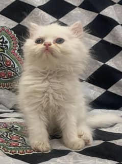 beautiful Persian kittens available