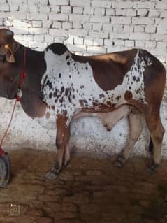 Bachri