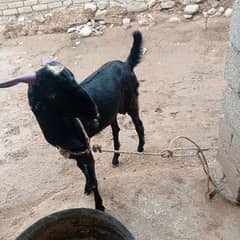 Bakra