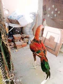 Mianwali Aseel/Mianwali Peela Aseel/Red Aseel/Aseel Murgha/