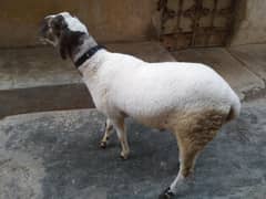 Dumba/Sheep for qurbabi