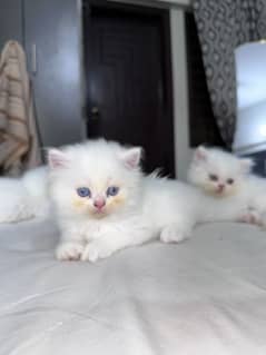 Persian