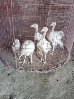 heera aseel chicks