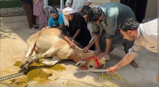 Professional Bakra Kassai Available at Your doorstep