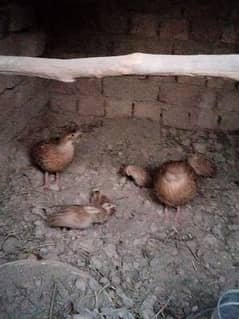 only sale for chicks
