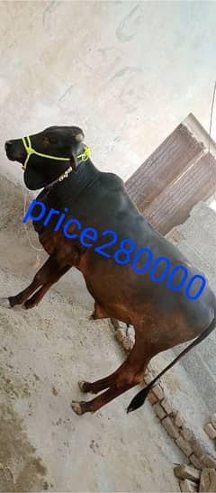 for sale