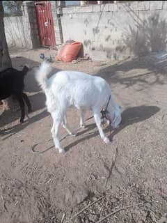 Goat for Qurbani