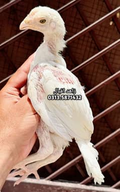 homebreed heera chicks
