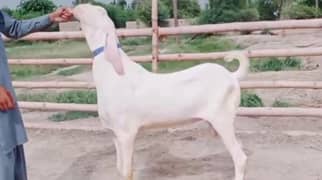 rajanpuri Bakra for sale 03228068024