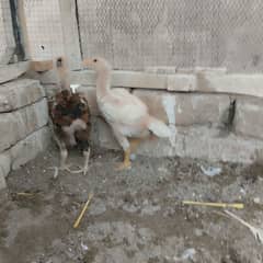 Heera Paper White Mianwali Aseel Chicks | Whatsapp 03276240784