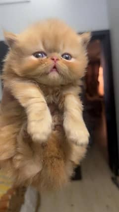 persian doll face kittens for sale