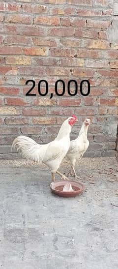 Herra aseel pair | turky chicks | aseel hen with 3 chicks