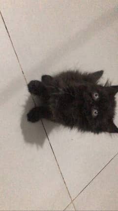 Persian triple coat kitten homebased