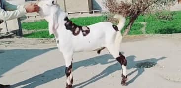 qurbani per lagne wala bakra for sale 0311,,6608,,165