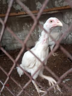 aseel Heera chicks