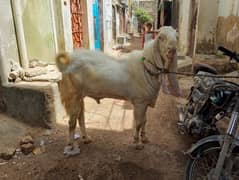 Vip bakra ghr ka pala huwa hai bhai  pic dekh lo passand he03701086018