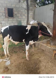 Cow