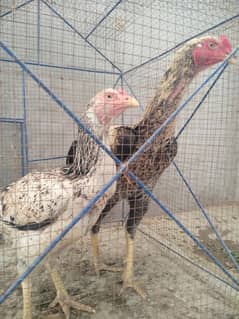 Aseel Pair