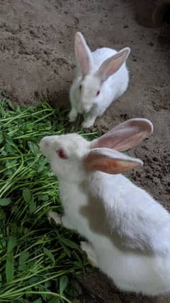 6 rabbit available.   3 male 3 female