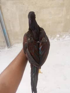 mianwali aseel WhatsApp number 03046329468
