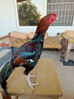 assel mianwali