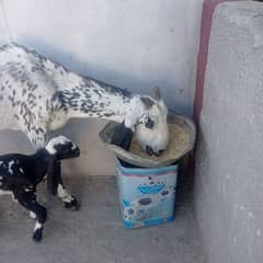 2 bakriyan for sale with 2 females  only 100000